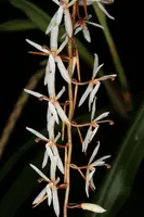 Otochilus fuscus