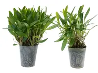 Stelis famelica (Big)
