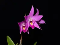 Laelia Finckeniana lineolata