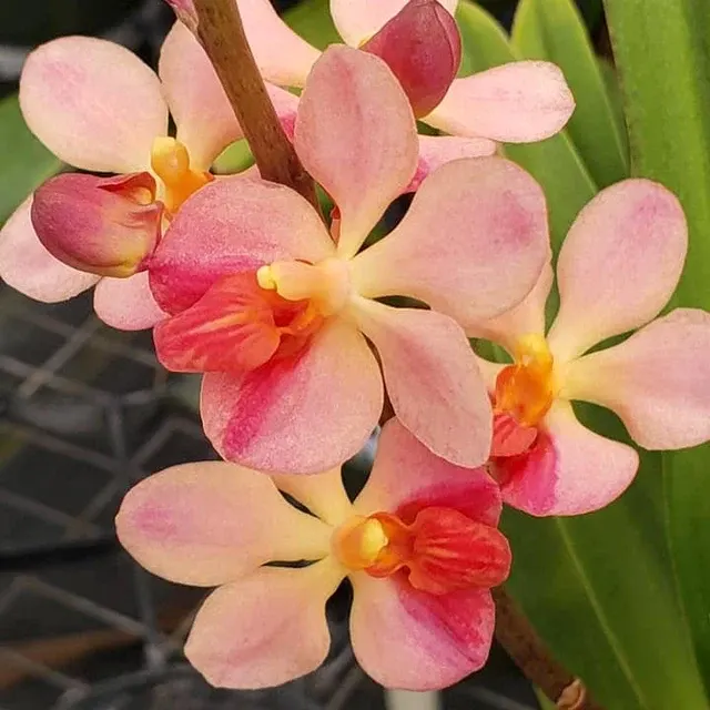 Vandaenopsis Prapin