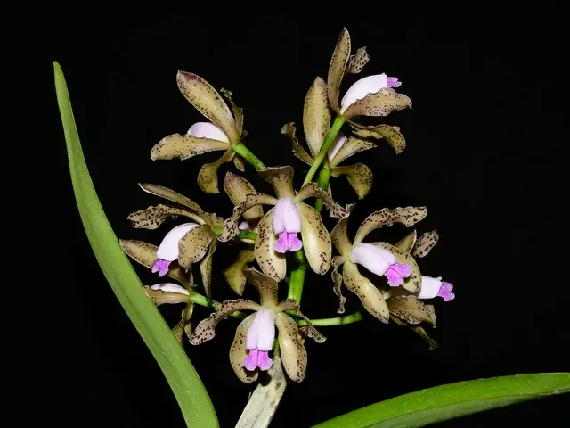 Cattleya guttata f coerulea