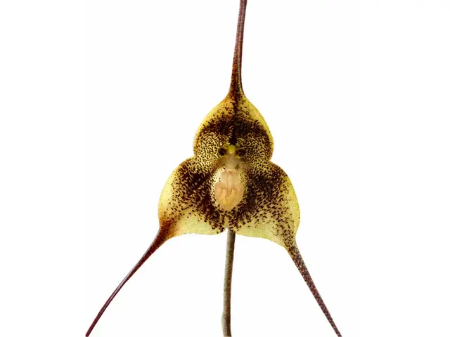 Dracula barrowii type (Dracula)