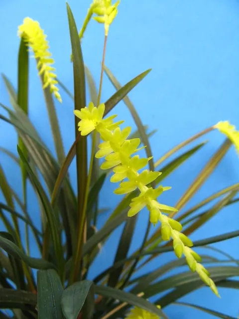 Dendrochilum javierianum (Dendrochilum)