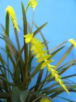 Dendrochilum javierianum