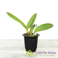 Rhyncholaeliocattleya Pegasus Fantasy 'Sanctuary'