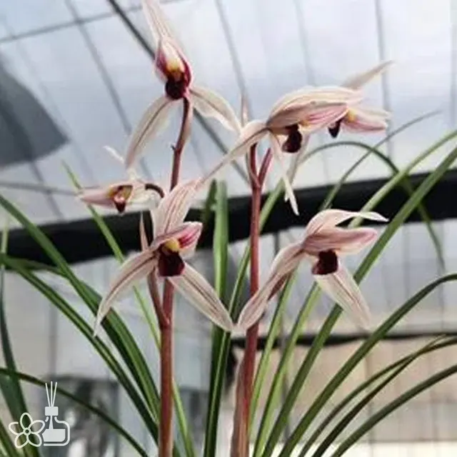 Cymbidium tortisepalum 'WEI-XI-MO-XUE'