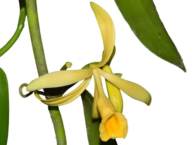 Vanilla pompona (Vanilla)