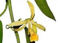 Vanilla pompona