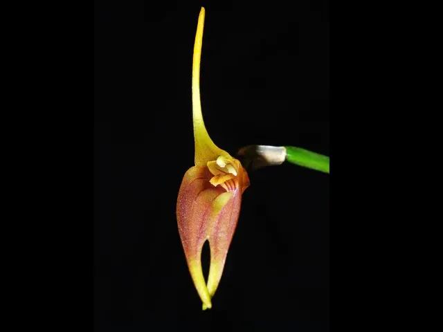 Masdevallia vargasii (Masdevallia)