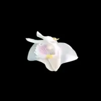 Dendrobium tenellum