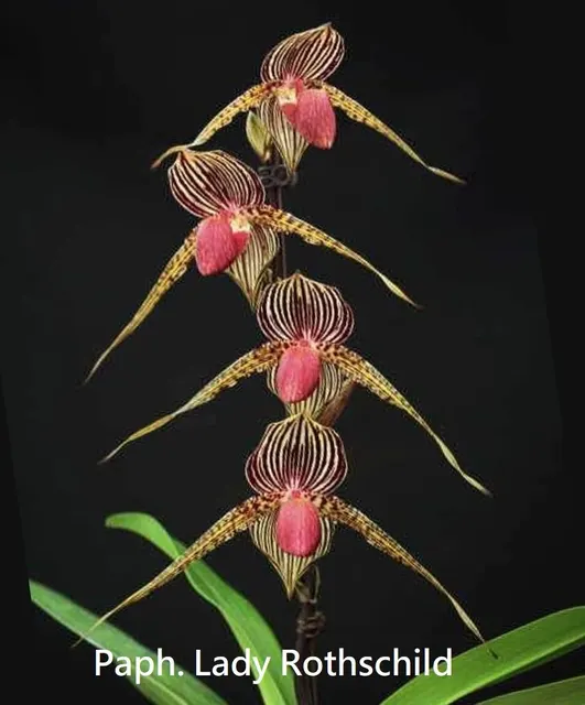 Paphiopedilum Lady Rothschild (Paphiopedilum)