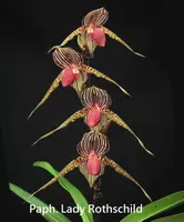Paph. Lady Rothschild (rothschildianum x Lady Isabel)