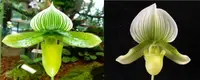 Flowering Size Orchid - Paphiopedilum Mukalii x Doya Green Prince