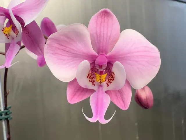 Phalaenopsis schilleriana 'silver leaf'