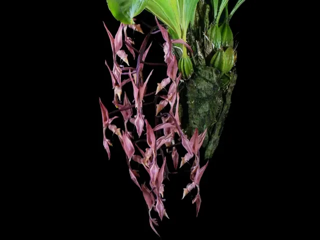 Gongora unicolor