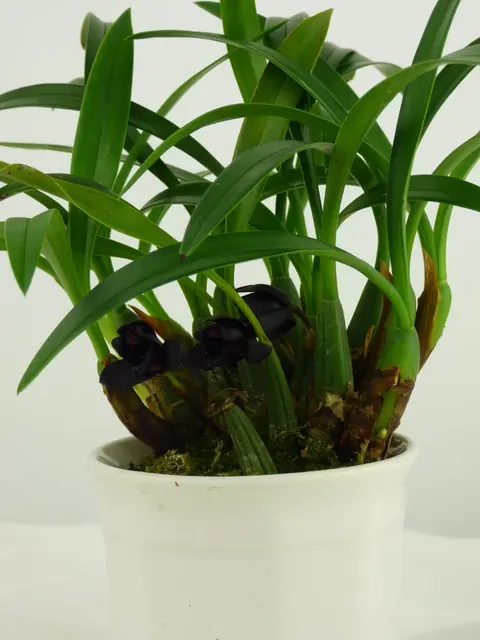 Maxillaria schunkeana 'Big'