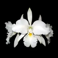 Cattleya warneri var. alba