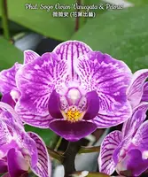 Phal. Sogo Vivien (Variegata & Peloric)