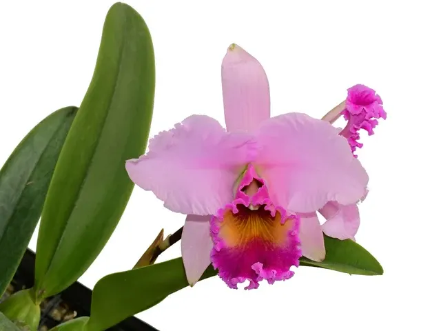 Laeliocattleya Ninfa Portilla (Laeliocattleya)