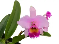 Laeliocattleya Ninfa Portilla .