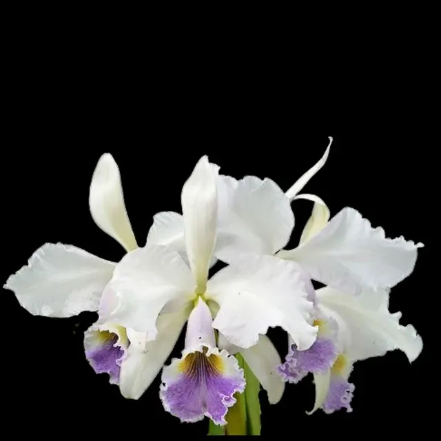Cattleya gaskelliana var coerulea