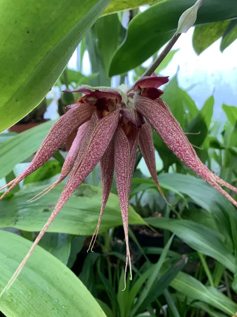 Bulbophyllum Krairit Vejvarut