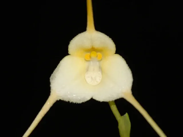 Dracula velutina f xanthina (Dracula)
