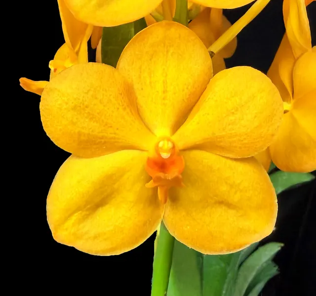 Vanda Bangkhuntian Gold 'Orange Glow' (Vanda)