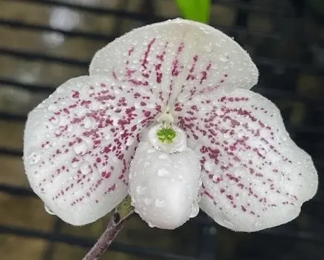 Paphiopedilum QF Mini Bell 2in