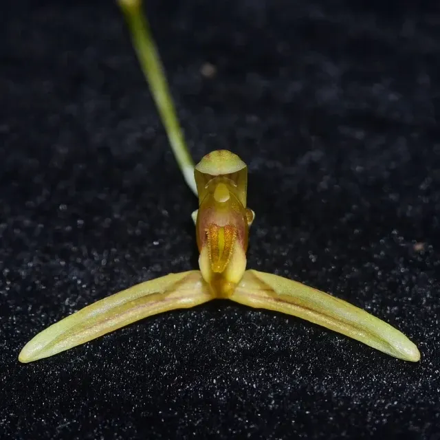 Bulbophyllum longipes