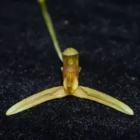 Bulbophyllum longipes