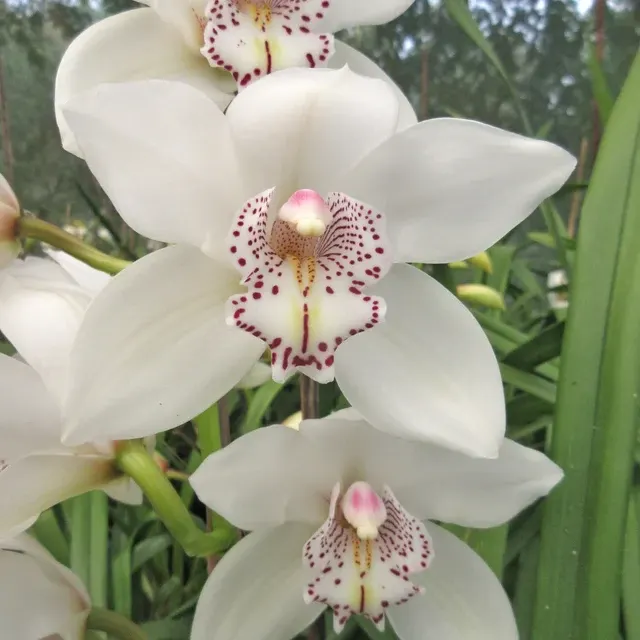 Cymbidium Royal Promise 'Maxime' (Cymbidium)