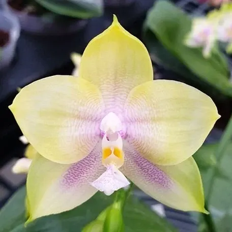 Phalaenopsis Mituo Prince