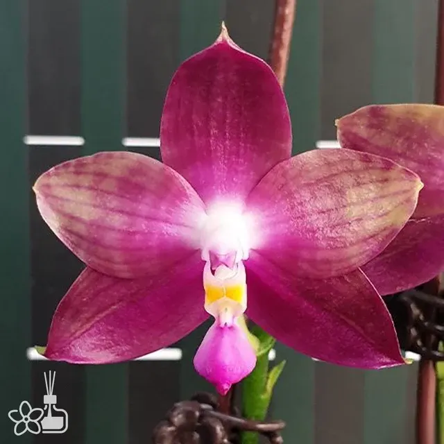 Phalaenopsis Miki Lola Girl Bear King '666'