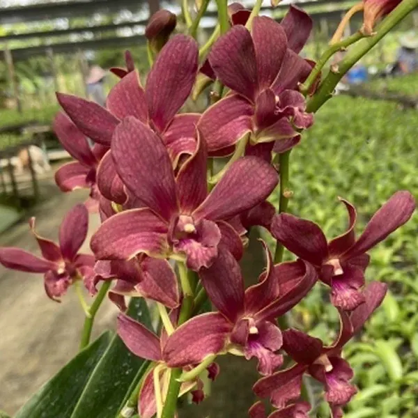 Dendrobium Berthachong x Lipstick
