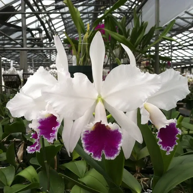 Cattleya labiata semi-alba 'AM/AOS X `Marina' (Cattleya)