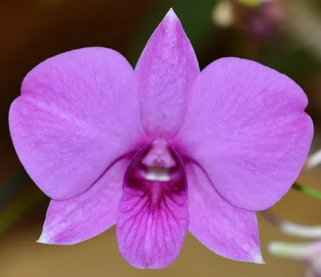 Dendrobium Bigibbum ‘Ronander’ X Den. Bigibbum ‘Sunset’