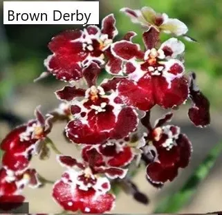 Tolumnia Brown Derby