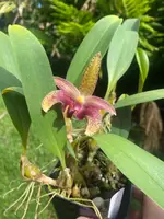 Orchid Bulbophyllum Claptonense Orchid Live Plant in 4" Pot