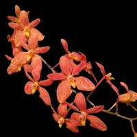 Ascocentrum curvifolium x Renanthera monachica