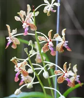 Vanda Jeanne et Marius Vidon (V. liouvillei x V. lamellata var. boxallii) (2662)