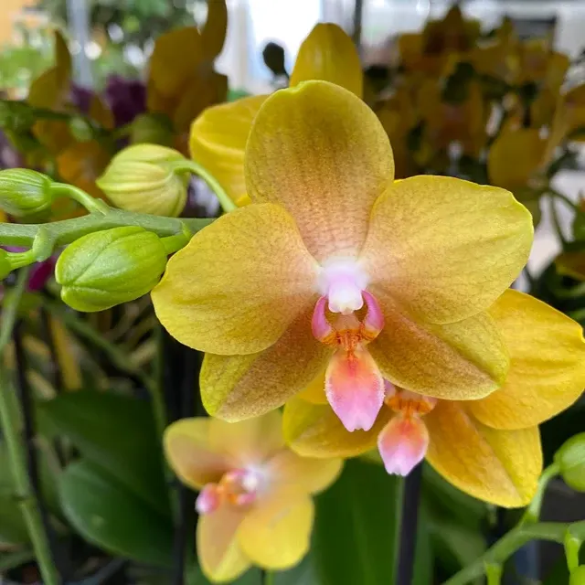 Phalaenopsis Sentido Parfumat