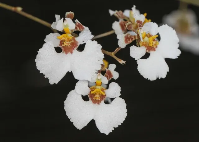Tolumnia velutina