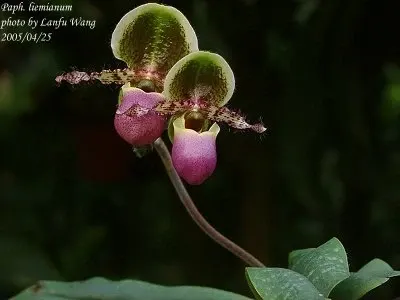 Paphiopedilum liemianum (Paphiopedilum)