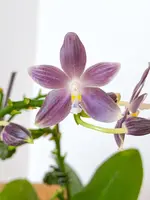 Phal. tetraspis 'Super Purple' — Blooming size