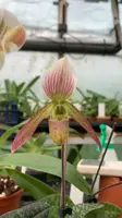 Paphiopedilum potentianum x canhii