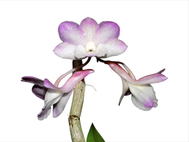 Dendrobium cumulatum (Dendrobium)