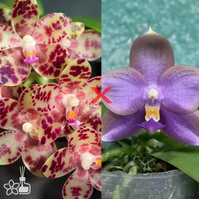 Phalaenopsis gigantea ‘M-13’ x Mituo Purple Dragon