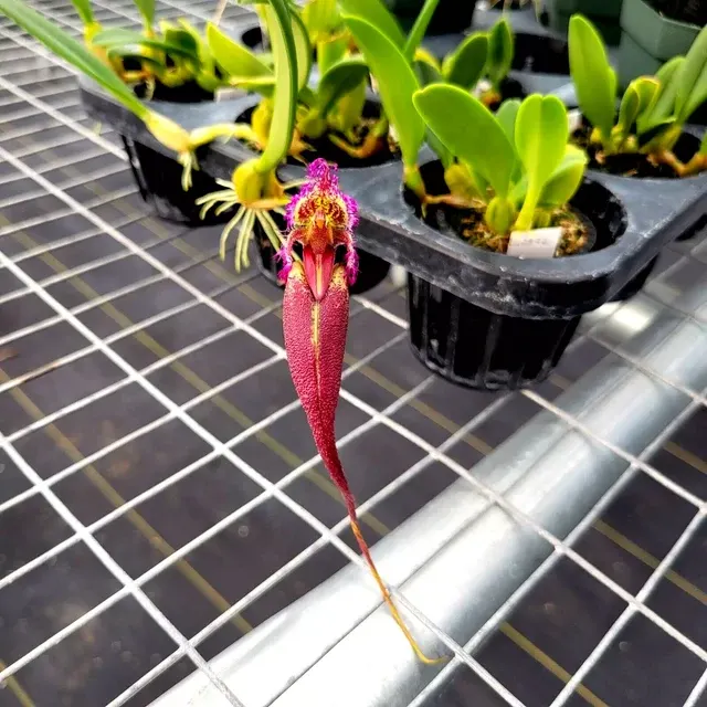 Bulbophyllum romyi (Bulbophyllum)