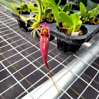Bulbophyllum romyi ‘Giant Purple’ FCC/AOS x Bulb. fascinator var. semi alba